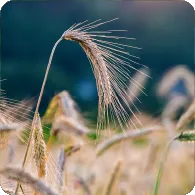 Rye
